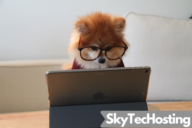 dog working on laptop